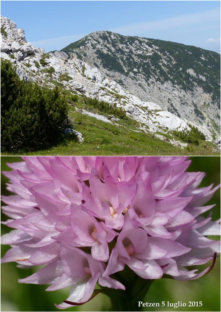 Orchidee alpine austriache ( M.Traweng, Burgeralm, Petzen, M.Dobratsch)